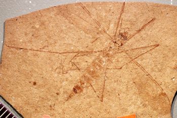 Media type: image;   Entomology PALE-1322